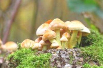 Champignons