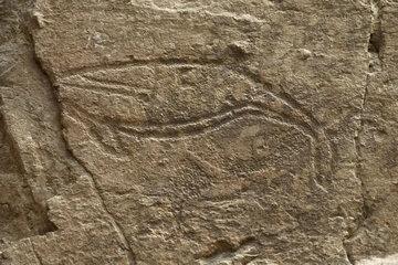 Baleine gravée sur la falaise de Bangudae (Corée du Sud). Néolithique. 