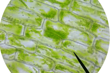 Observation de cellules d'élodées.