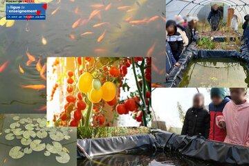 Techniques d'aquaponie