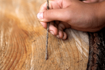 Main avec baton qui compte les cernes d'un arbre