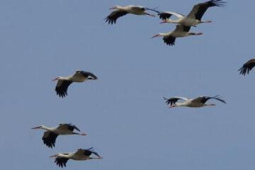 migration