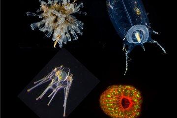 Collage d'organismes marins observées au microscopes Collage d'organismes marins observées au microscopes