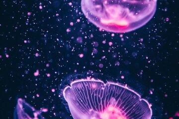 Bioluminescence