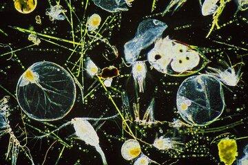 Observation microscopique de plancton Photograpahie d'observation microscopique de plancton