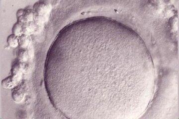 La découverte de la Fertiline