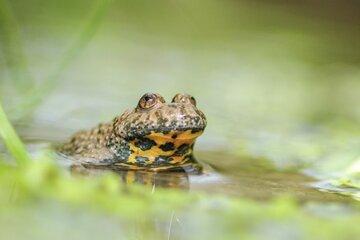 crapaud à ventre jaune dans son milieu 