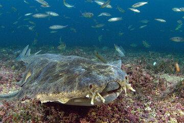 Requin ange de mer commun, dans la mer, au milieu de dizaines de poissons picarels