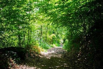 La forêt de la Biolle à Marnaz