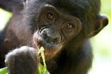 Jeune Bonobo Portrait croisé Bonobo et Chimpanzé