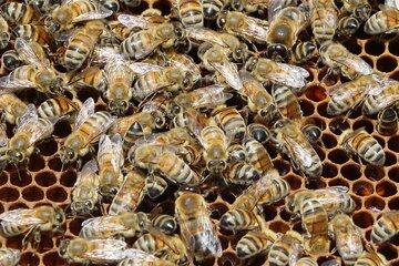 Abeilles sur un cadre de corps de ruche