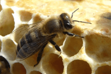 Apis mellifera