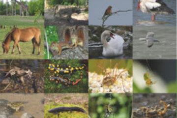 Biodiversité en jeux