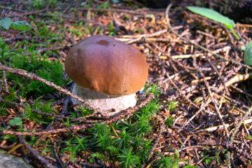 Boletus edulis