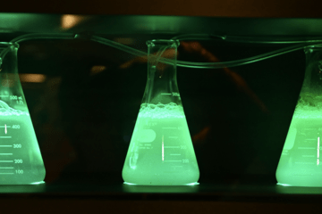 Trois erlenmeyers contenant des solutions fluorescentes vertes, situés dans le noir