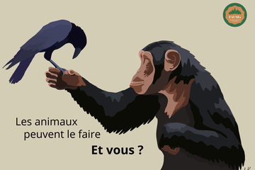 Un singe et un corbeau, 2 animaux emblématiques et ingénieux