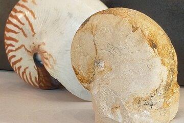Nautile actuel et Fossile