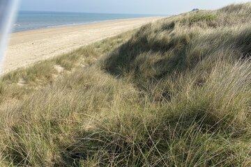 Une dune au bord de la mer