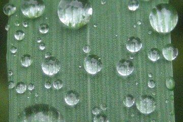 Gouttes d'eau sur une surface hydrophobe