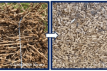 Exemple de transformation des sarments de vigne en isolant écoconçu