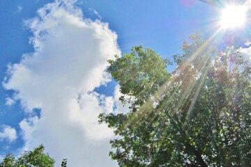 Image d'un soleil d'été qui resplendit au dessus d'un arbre