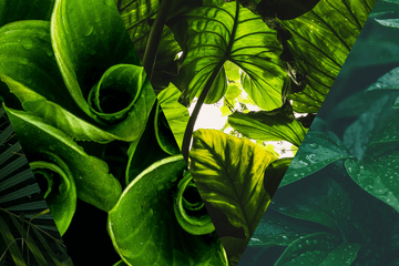 Photo de plantes de couleures vertes