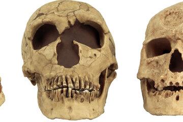 Moulages de crânes d’hominidés (Australopithèque, Neandertal et Cro-Magnon)