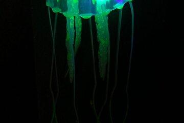 Méduse bioluminescente