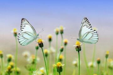 Prairie avec zoom sur 2 papillons