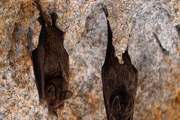 chauves-souris