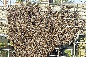 Essaim d'abeilles ayant quitté la ruche.