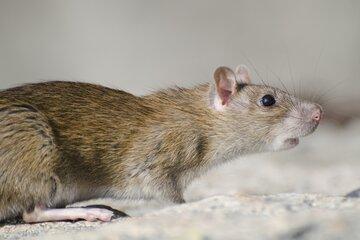 Image rat