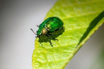 insecte sur une feuille