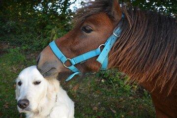 cheval et chien