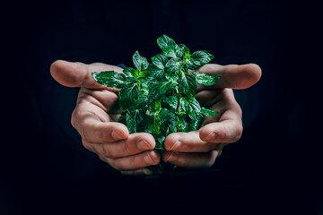 une plante feuillue se retrouve dans des mains qui se détachent d'un fond noir