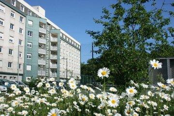 Fleurs à l'INSA