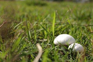 champignon
