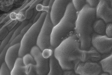 Géranium odorant utilisé en parfumerie observé en microscopie électronique à balayage environnementale.