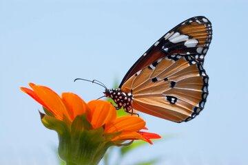 https://images.pexels.com/photos/1046287/pexels-photo-1046287.jpeg?auto=compress&cs=tinysrgb&w=1260&h=750&dpr=1 Etonnants insectes !