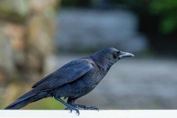 Corbeau