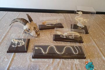 Squelettes d'animaux de ma collection privée (rat, chèvre, grenouille, serpent, poisson, pigeon)