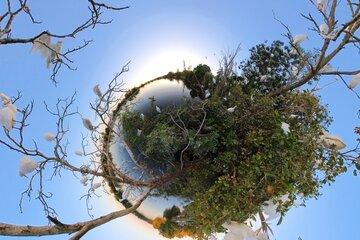 L'arbre aux aigrettes Vue immersive 360°