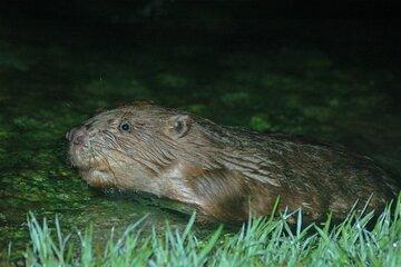 Un castor