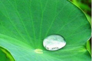 Feuille hydrophobe