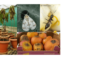Recherches-Projet-Clapas Plantes malades, mangues abimées, insecte allié (le papillon) et insecte ravageur