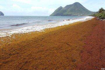 Les Sargasses sur les plages Les Sargasses au Diamant