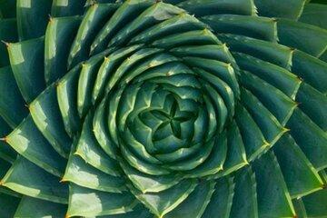 Le cœur symétrique d'une plante grasse