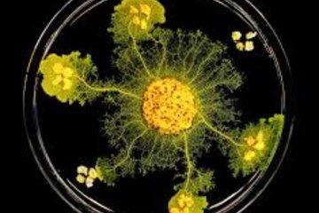Le blob dans l'espace