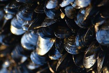 Moules accrochées à un rocher
