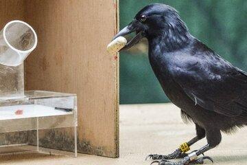 L'intelligence du corbeau